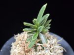 은사시 銀沙施 Eunsasi (Honghyeon*Ginseikan)