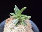 은사시 銀沙施 Eunsasi (Honghyeon*Ginseikan)