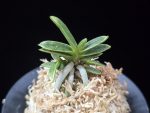 은사시 銀沙施 Eunsasi (Honghyeon*Ginseikan)