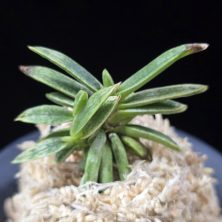 은사시 銀沙施 Eunsasi (Honghyeon*Ginseikan)