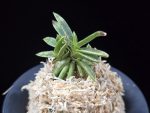 은사시 銀沙施 Eunsasi (Honghyeon*Ginseikan)