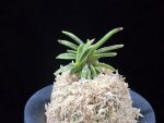 은사시 銀沙施 Eunsasi (Honghyeon*Ginseikan)