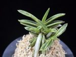 은사시 銀沙施 Eunsasi (Honghyeon*Ginseikan)