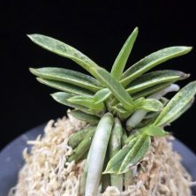 은사시 銀沙施 Eunsasi (Honghyeon*Ginseikan)