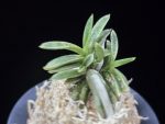 은사시 銀沙施 Eunsasi (Honghyeon*Ginseikan)