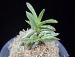 은사시 銀沙施 Eunsasi (Honghyeon*Ginseikan)