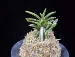은사시 銀沙施 Eunsasi (Honghyeon*Ginseikan)