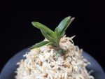 태왕 太王 Teawang