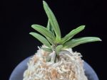 파격 破格(破天荒) Pagyeok(Hatenko)