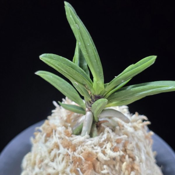 파격 破格(破天荒) Pagyeok(Hatenko)