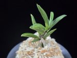 파격 破格(破天荒) Pagyeok(Hatenko)
