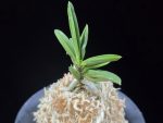 파격 破格(破天荒) Pagyeok(Hatenko)