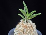 파격 破格(破天荒) Pagyeok(Hatenko)
