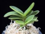 대장금 大壯錦 Daejanggeum(Daiso Nishiki)