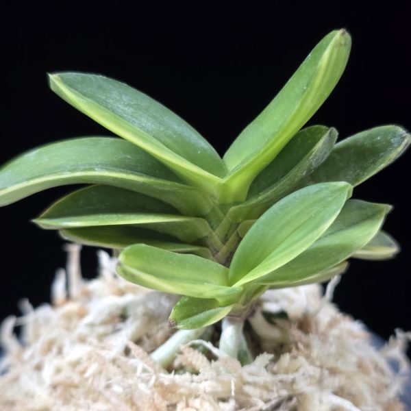 대장금 大壯錦 Daejanggeum(Daiso Nishiki)