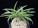 홍형 紅蛍 Benibotaru