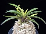 서천금 瑞泉錦 Seocheongeum (Zuiun Shima)