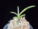 호박전 琥珀殿 Kohakuden