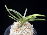 호박전 琥珀殿 Kohakuden