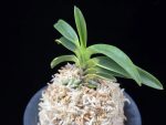 청호관 淸湖冠 Cheonghogwan