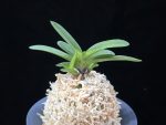 황옥 黃玉 Hwangok