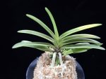 금루각복륜 金鏤閣覆輪 Kinroukaku Fukurin