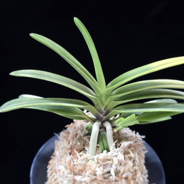 금루각복륜 金鏤閣覆輪 Kinroukaku Fukurin