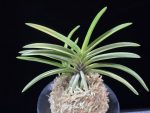금루각복륜 金鏤閣覆輪 Kinroukaku Fukurin