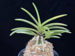 금루각복륜 金鏤閣覆輪 Kinroukaku Fukurin