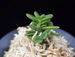 소천옥 小天玉 Kotengyoku