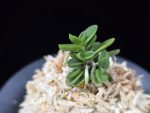 소천옥 小天玉 Kotengyoku