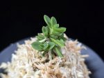 소천옥 小天玉 Kotengyoku