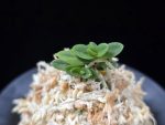 소천옥 小天玉 Kotengyoku