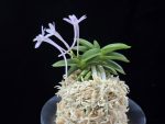 도장원 桃壯元 Dojangwon (Jangwon+Shikouki)
