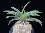 신라 新羅 Sinra (Shiragi)
