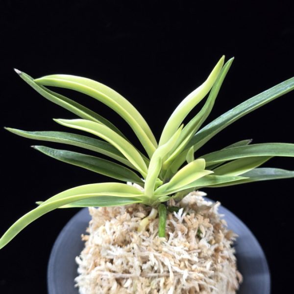 고궁 故宮 Gogung(Kokyu) (Ruby root)