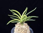 고궁 故宮 Gogung(Kokyu) (Ruby root)