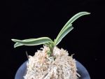 수백 琇白 Subaek