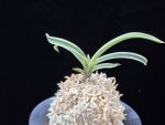 수백 琇白 Subaek