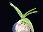 대장금 大壯錦 Daejanggeum(Daiso Nishiki)