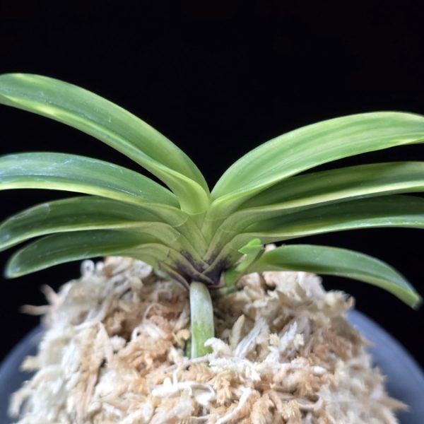 비금 轡錦 Kutsuwa nishiki
