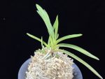 천대지수 千代之壽 Chiyo no kotobuki