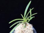천대지수 千代之壽 Chiyo no kotobuki