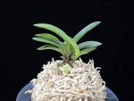 천사환 天賜丸 Cheonsahwan