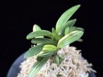 천사환 天賜丸 Cheonsahwan