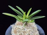 금모단 金牡丹 Kinbotan (Ruby root)