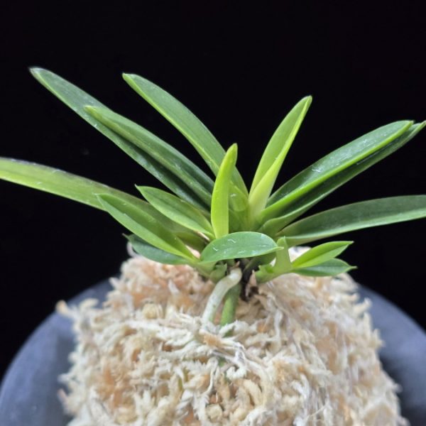 금모단 金牡丹 Kinbotan (Ruby root)