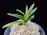 금모단 金牡丹 Kinbotan (Ruby root)