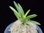 금모단 金牡丹 Kinbotan (Ruby root)