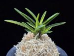 금모단 金牡丹 Kinbotan (Ruby root)